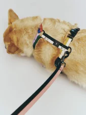 Vodítko Dogs Leash Flat M/L, pink/black