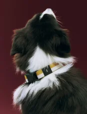 Obojok pre psa Dogs Collar Flat M/L, off-white/ochre