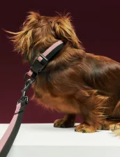 Obojok pre psa Dogs Collar Flat M/L, pink/black