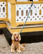 Vodítko Dogs Leash Flat M/L, lavender/green