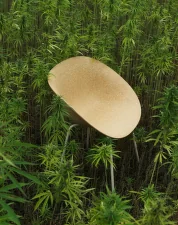 Stolička s podrúčkami Mat, hemp/cream