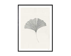 Plagát Ginkgo Leaf 30x40