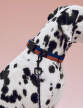 Nastaviteľné vodítko Dogs Leash Braided, lavender/green