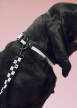 Obojok pre psa Dogs Collar Flat, black/white
