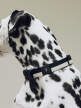 Obojok pre psa Dogs Collar Flat, black/white