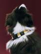 Obojok pre psa Dogs Collar Flat, off-white/ochre
