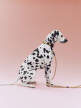 Obojok pre psa Dogs Collar Flat, off-white/ochre