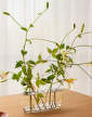 Ikebana long