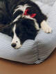 Pelech pre psa Dogs Bed L, blue and white stripe