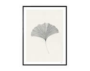 Plagát Ginkgo Leaf 30x40