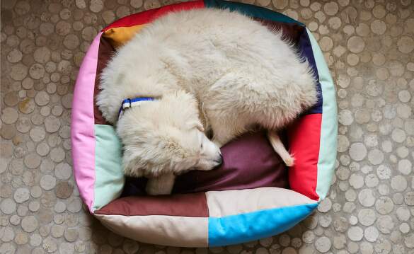 pelechy dogs-bed-hay